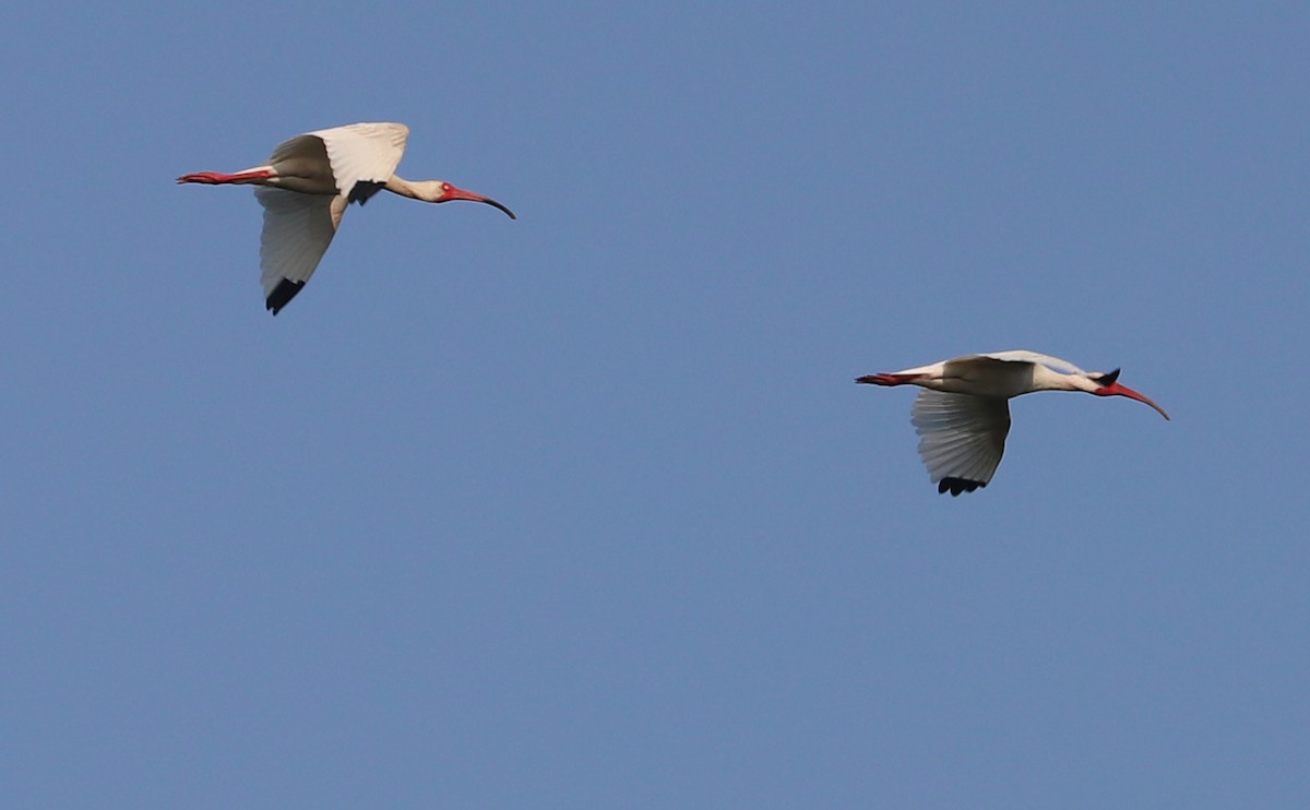 ibis bílý - ML583683741