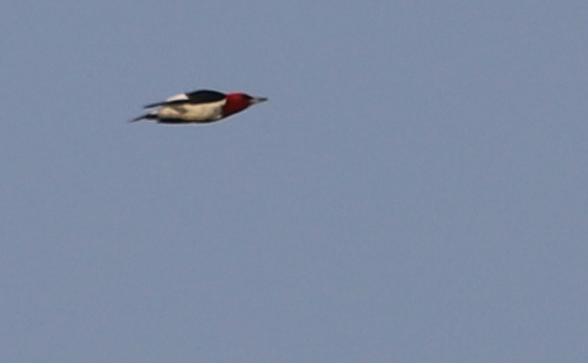 Red-headed Woodpecker - ML583683801