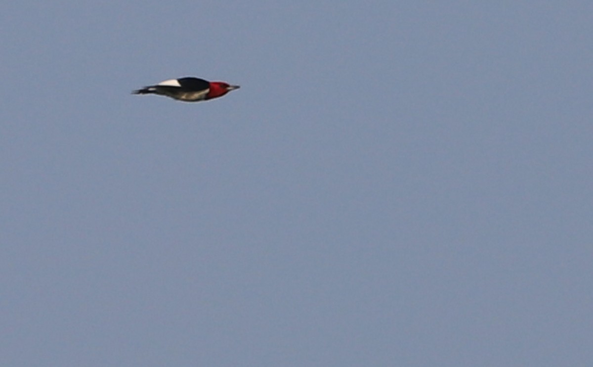 Red-headed Woodpecker - ML583683871