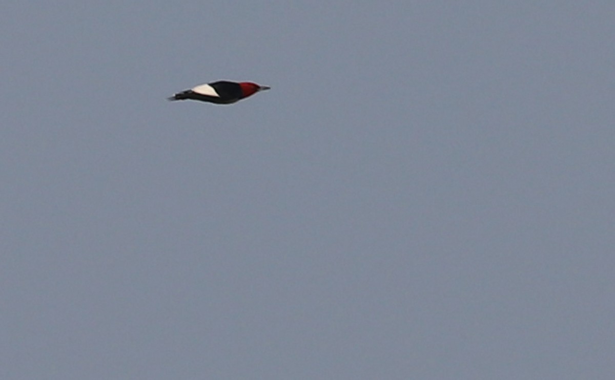 Red-headed Woodpecker - ML583683921