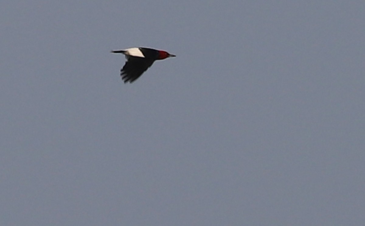 Red-headed Woodpecker - ML583683951
