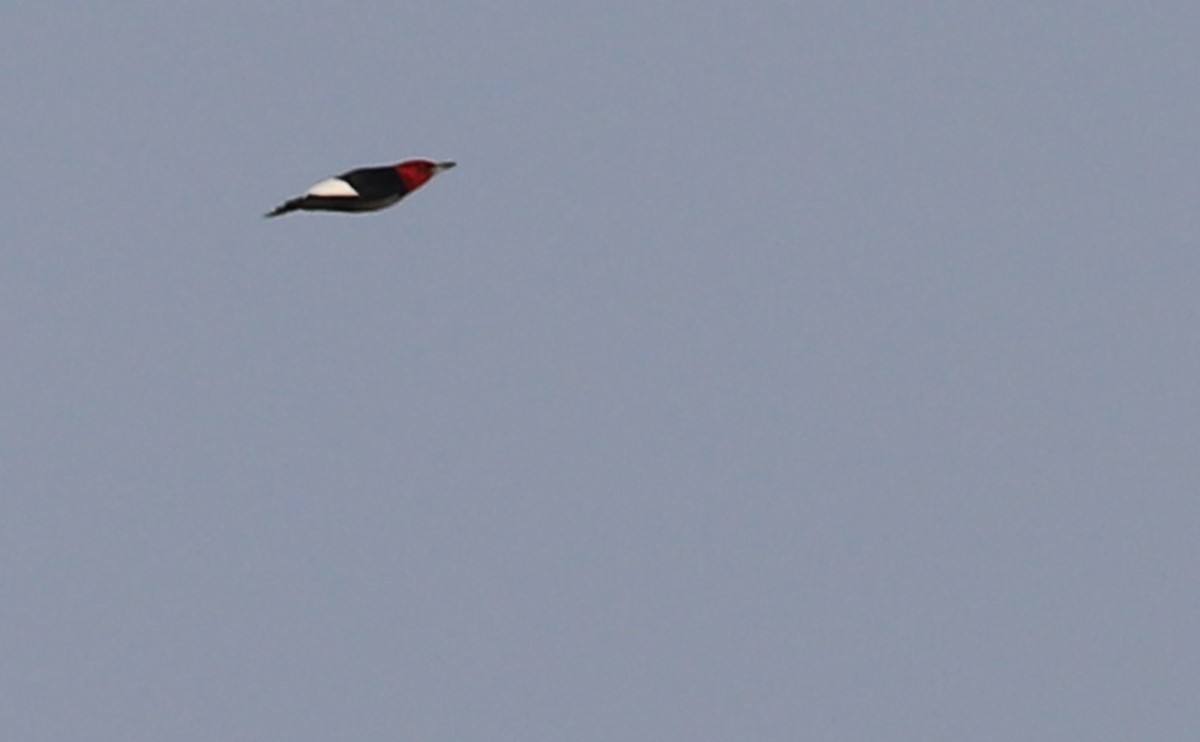 Red-headed Woodpecker - ML583683991
