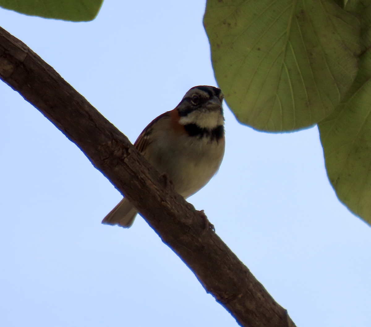 Rufous-collared Sparrow - ML583684731