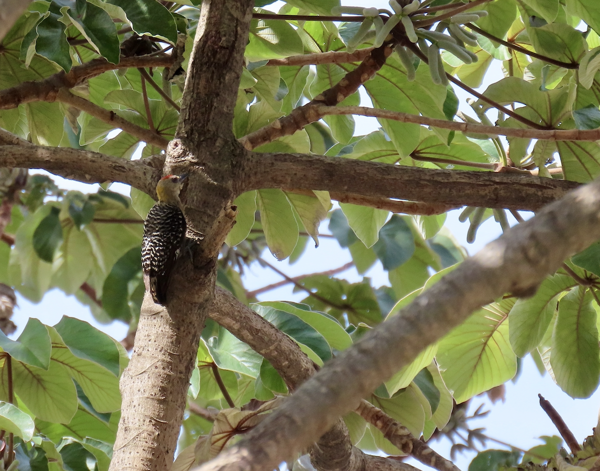 Hoffmann's Woodpecker - ML583684801