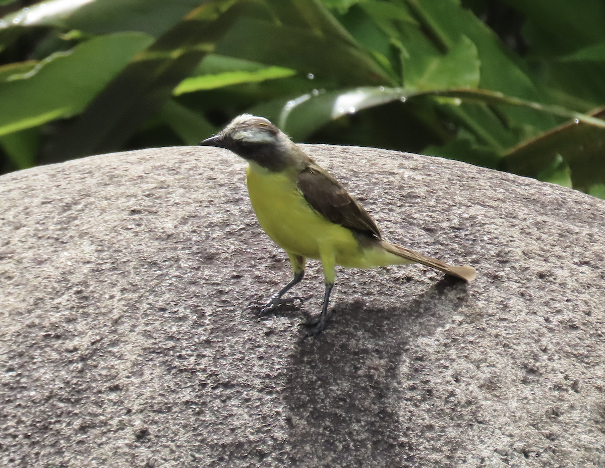 Social Flycatcher - ML583685211