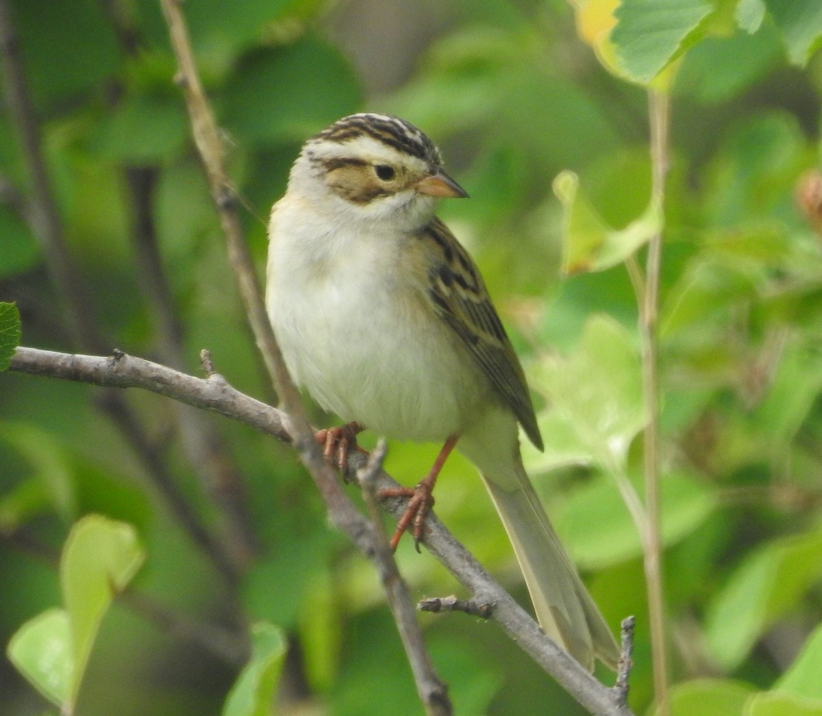 Clay-colored Sparrow - ML583685281