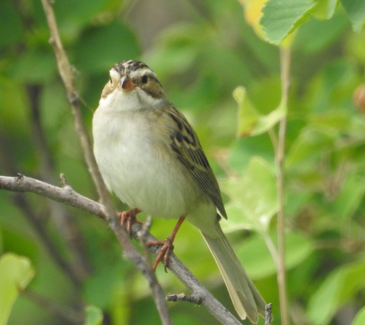 Clay-colored Sparrow - ML583685301