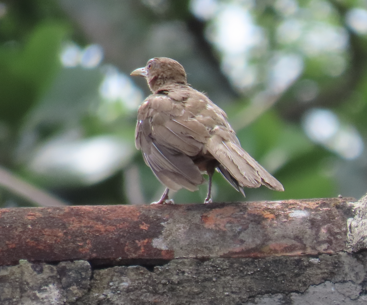 Clay-colored Thrush - ML583685411