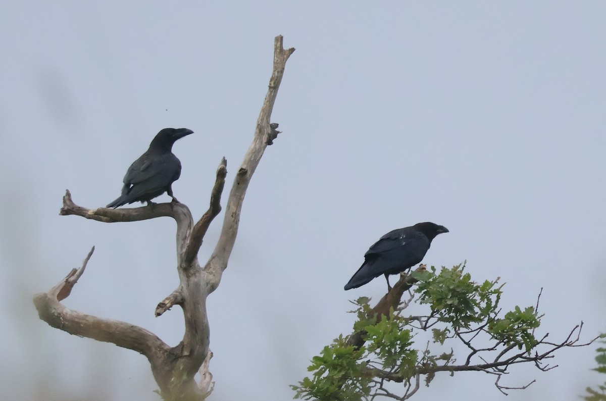 Common Raven - ML583685811