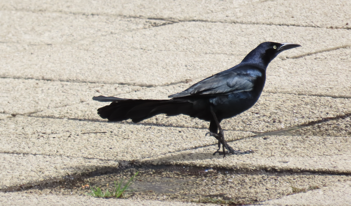 Great-tailed Grackle - ML583685891