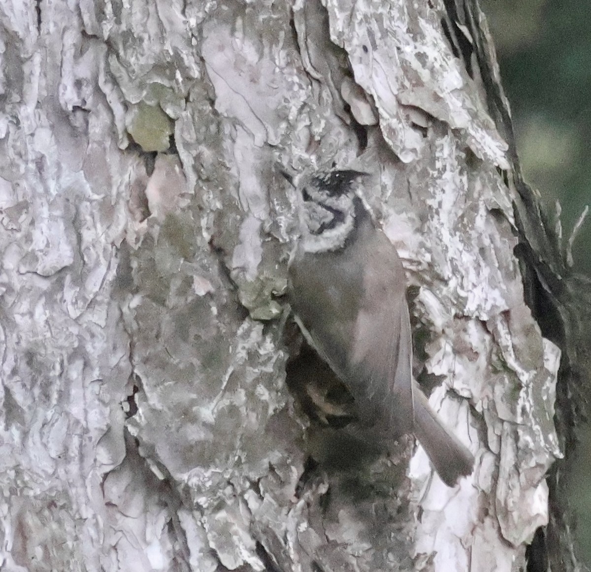 Crested Tit - ML583685961