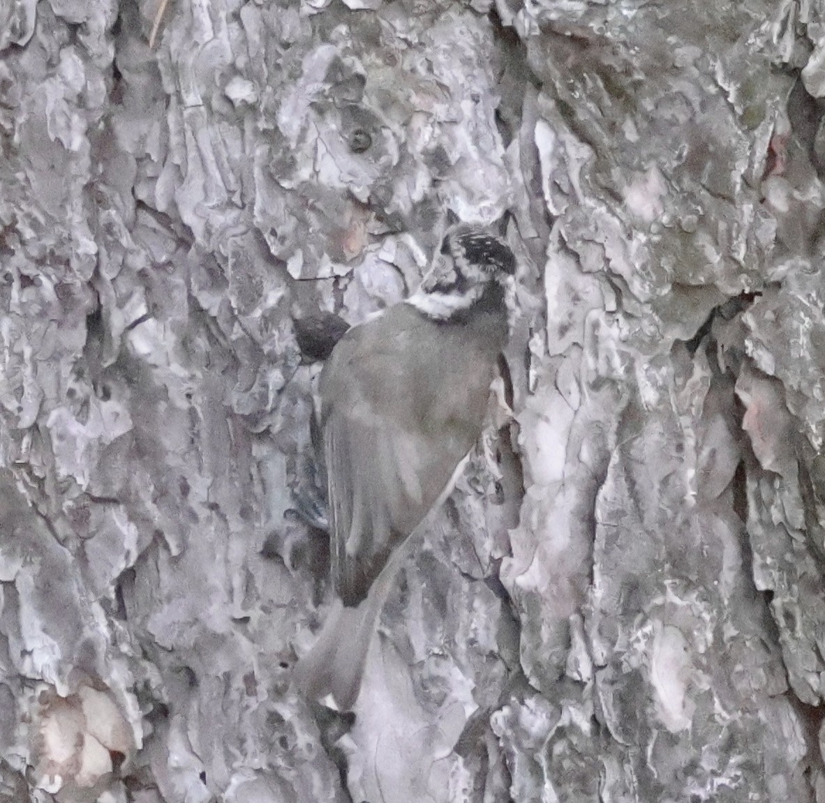 Crested Tit - Mileta Čeković