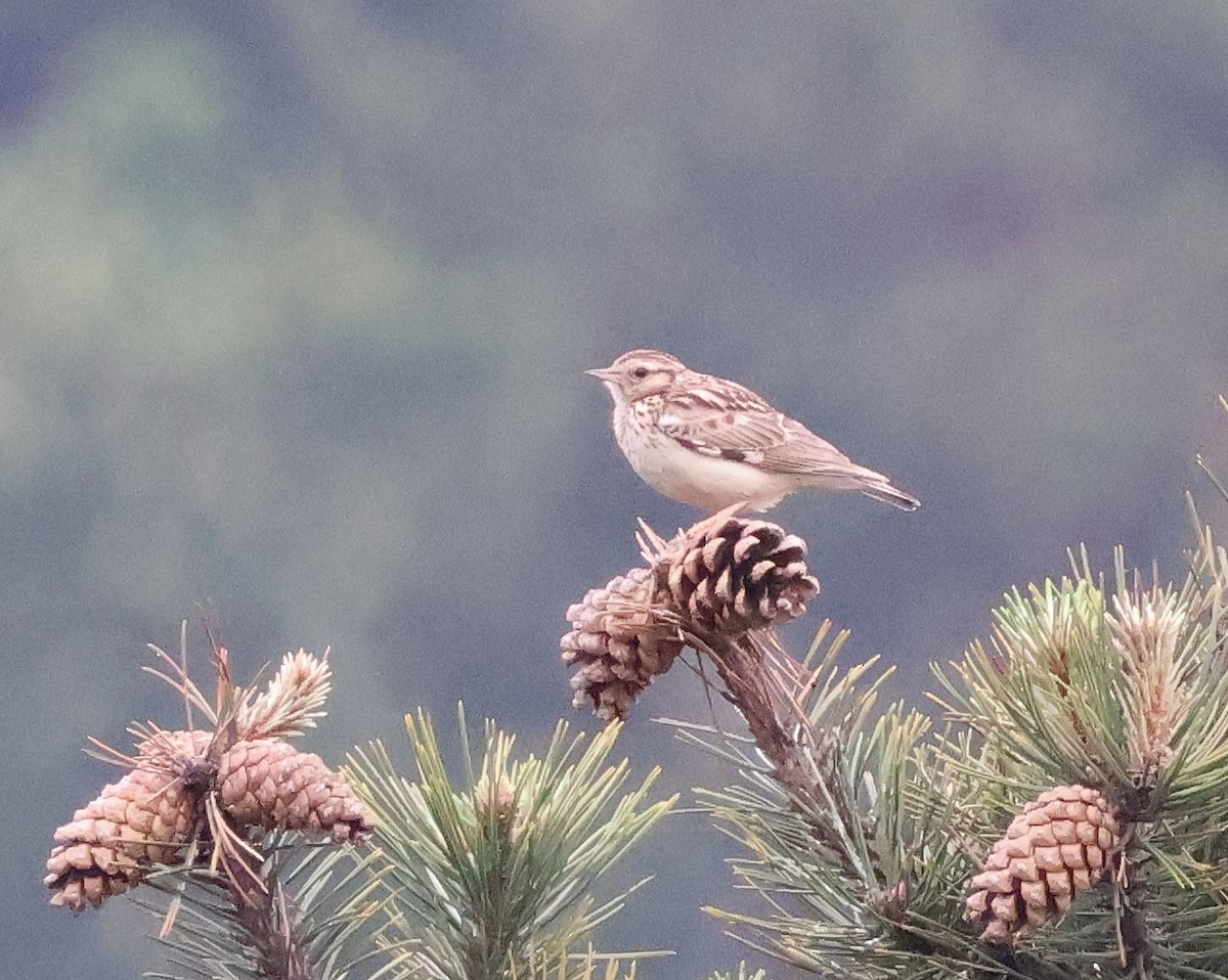 Wood Lark - ML583686091