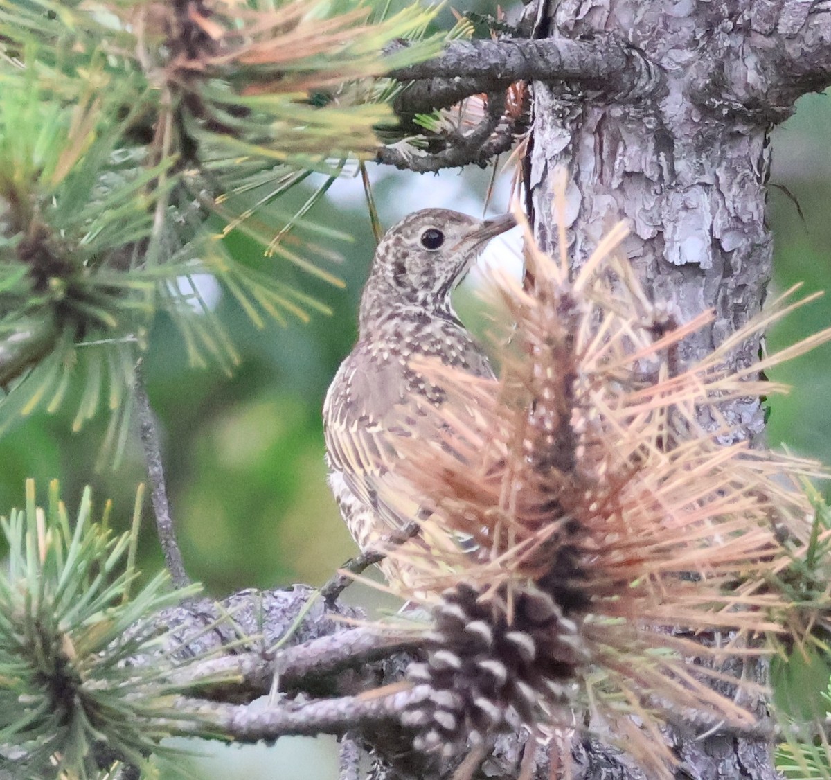 Mistle Thrush - ML583686171