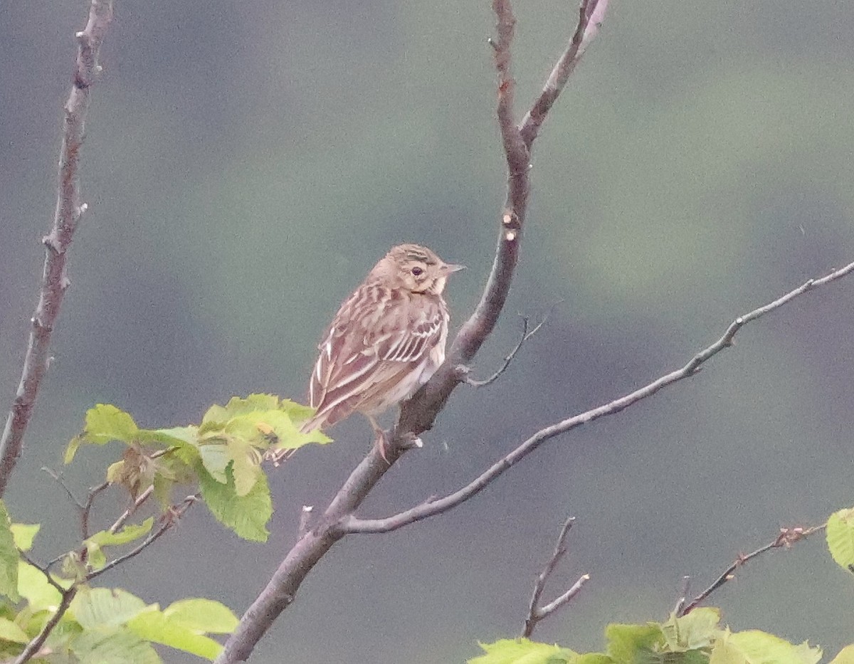 Tree Pipit - ML583686311