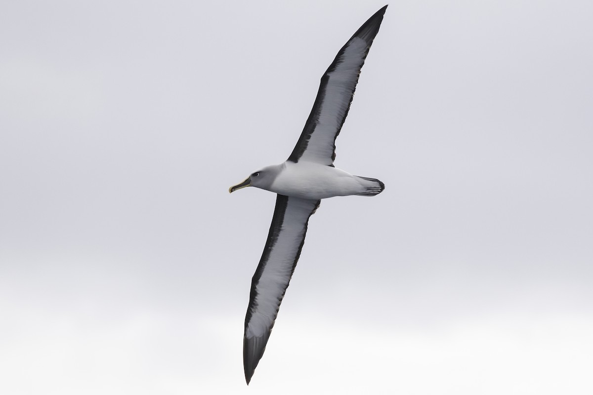 Buller Albatrosu - ML583687061