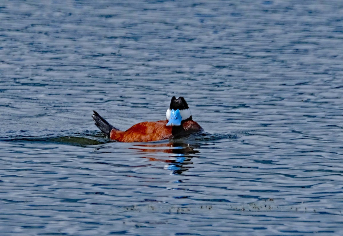 Ruddy Duck - ML583688251