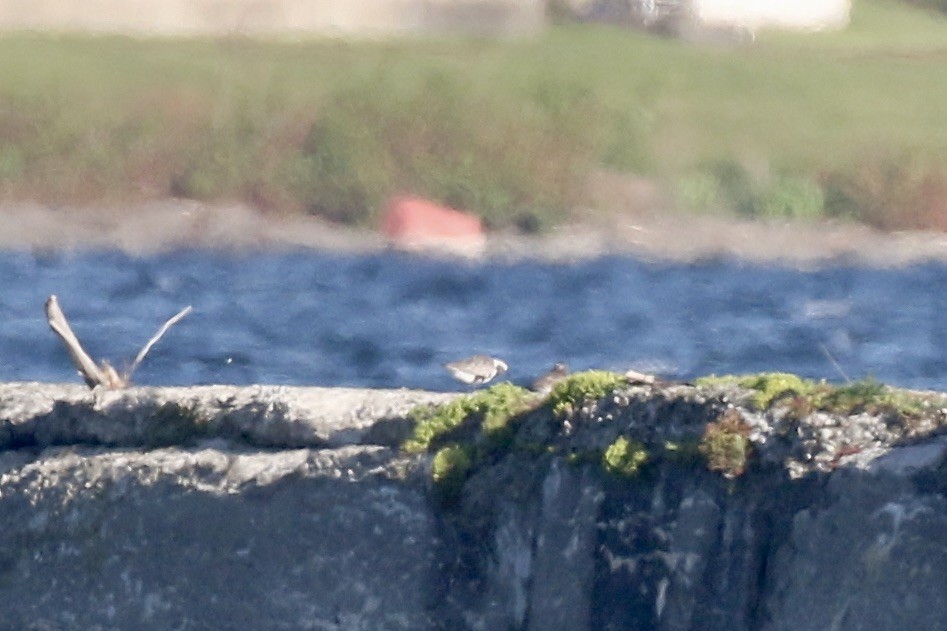 Black-bellied Plover - ML583688361