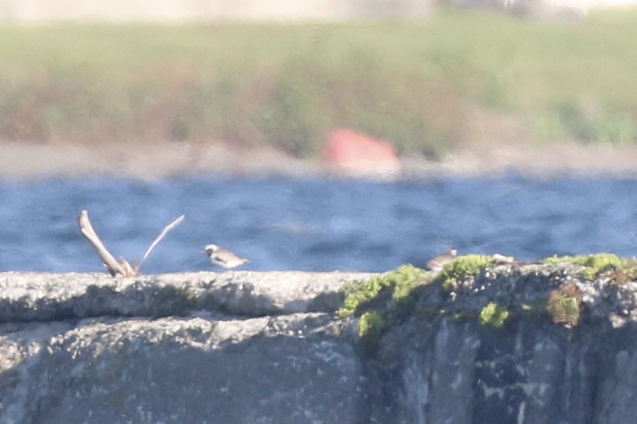 Black-bellied Plover - ML583688371