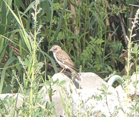 Lark Sparrow - ML583688431