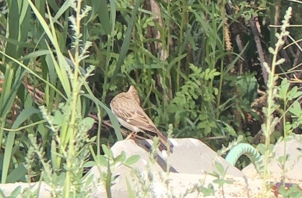 Lark Sparrow - ML583688441