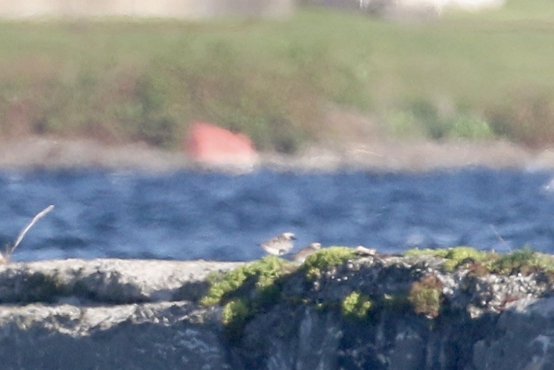 Black-bellied Plover - ML583689231