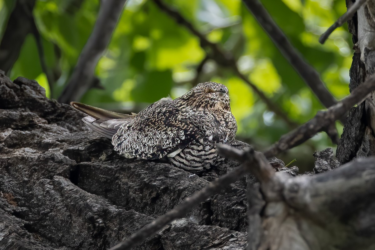 Common Nighthawk - ML583689541