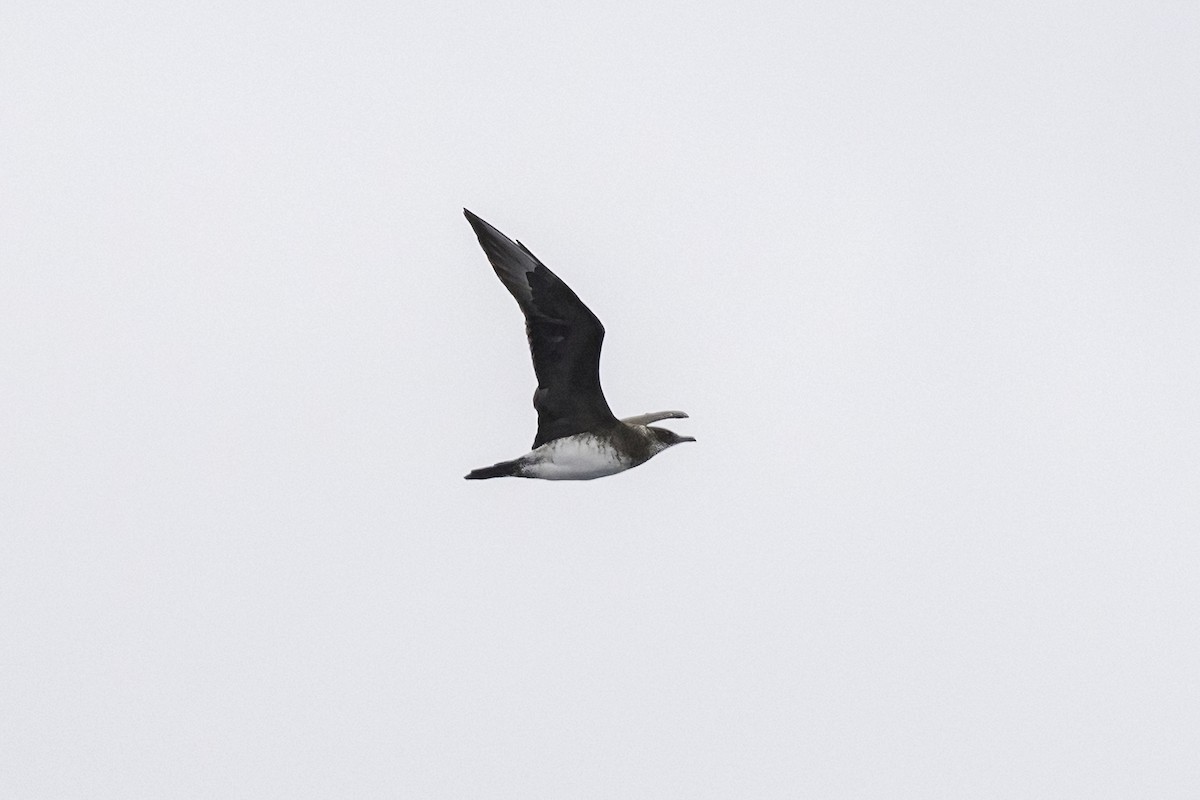 Parasitic Jaeger - ML583689601