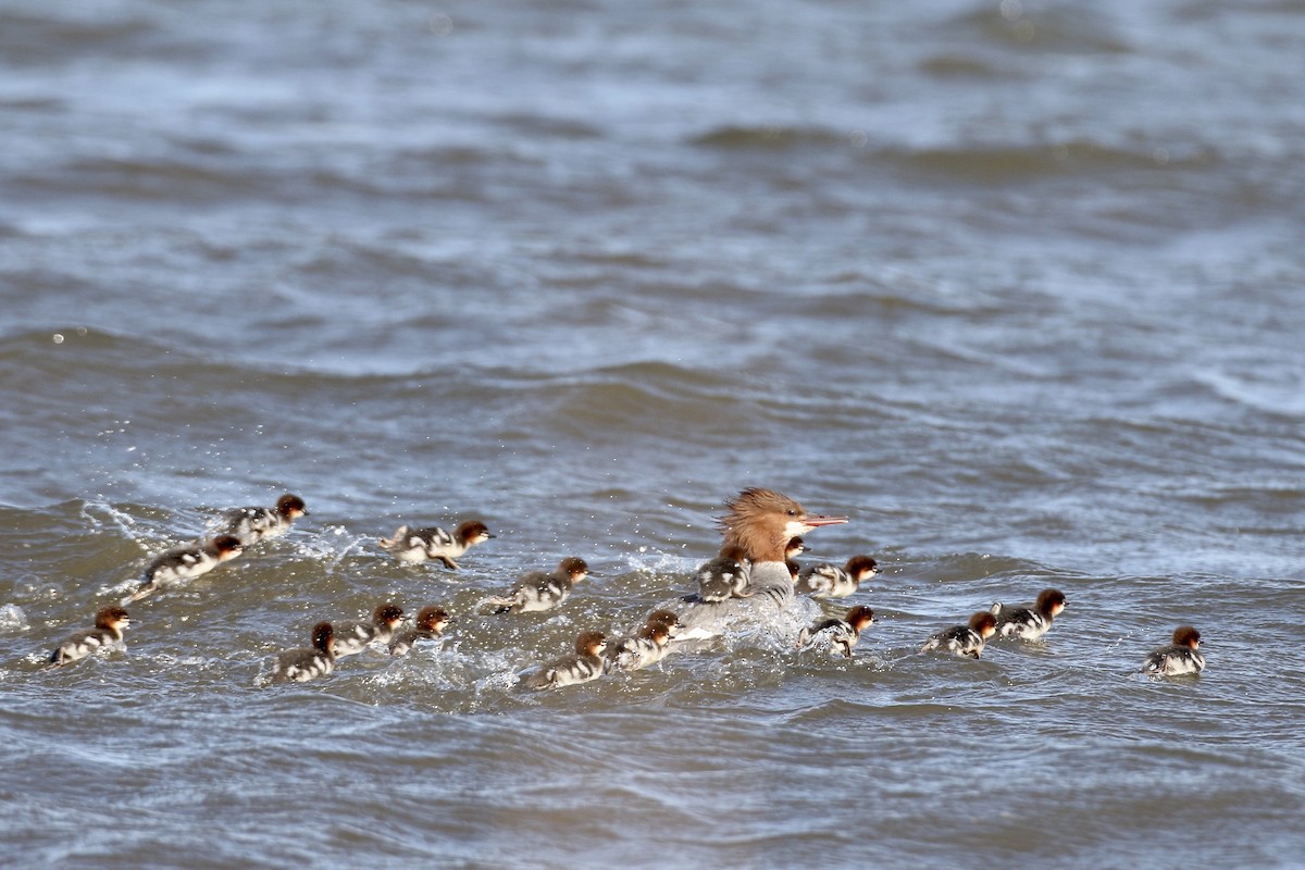 Common Merganser (North American) - ML583689721