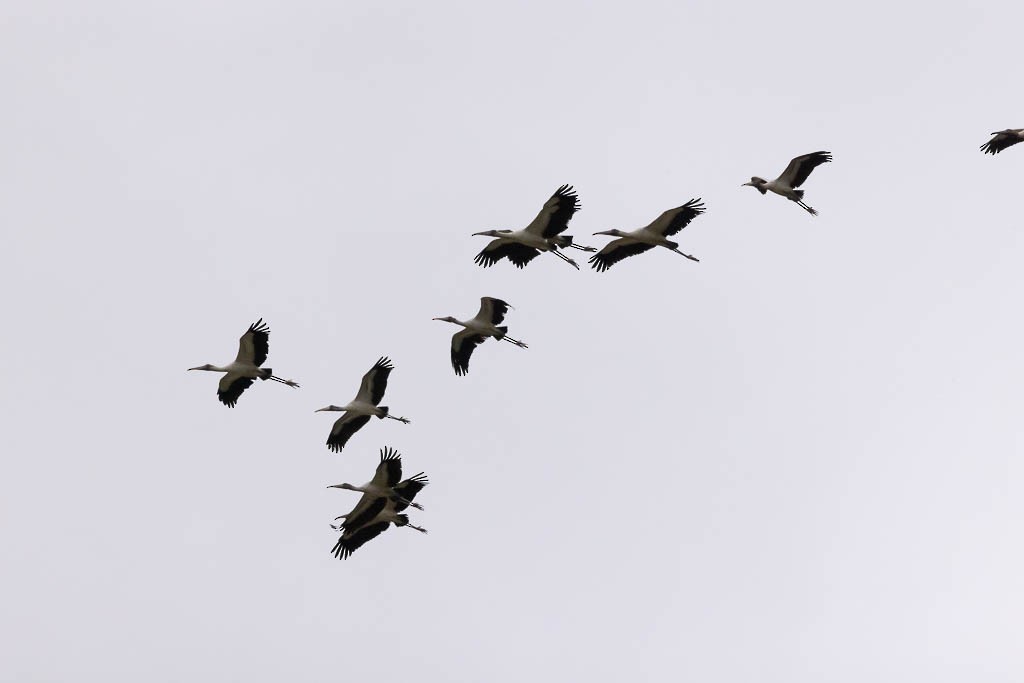 Wood Stork - ML583690261