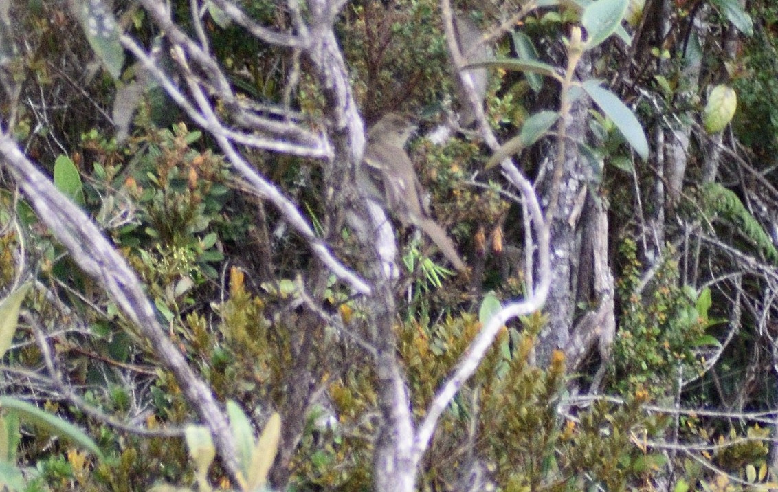 Scarlet-bellied Mountain Tanager - ML583690681