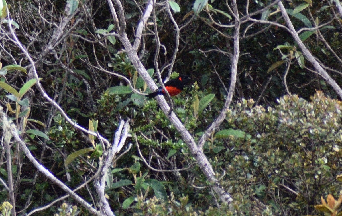 Scarlet-bellied Mountain Tanager - ML583690701