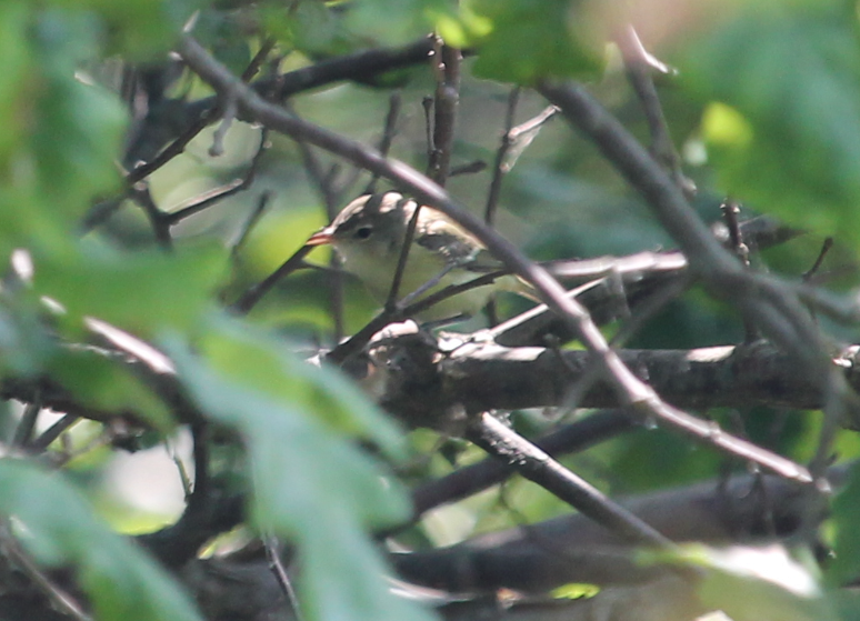 Bell's Vireo - ML583691281