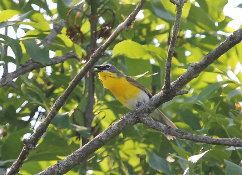 Yellow-breasted Chat - ML583691421