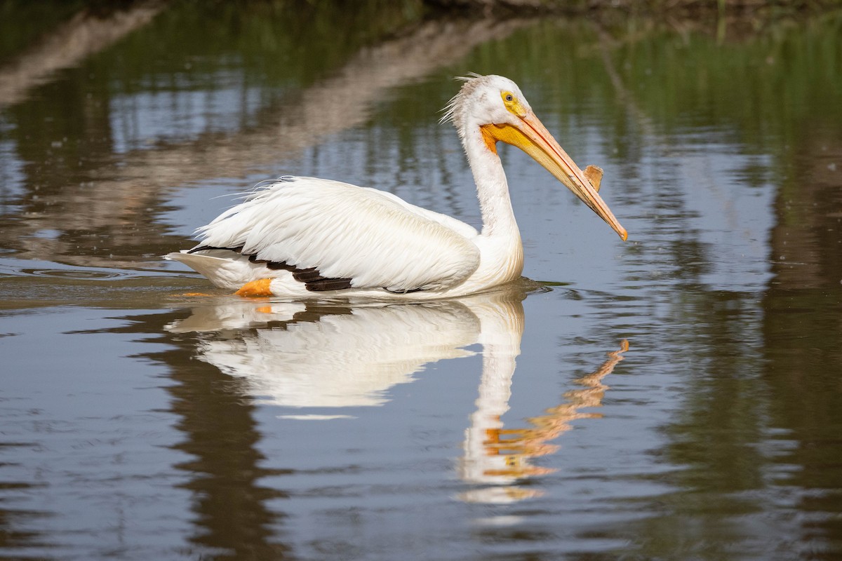 American White Pelican - ML583691641