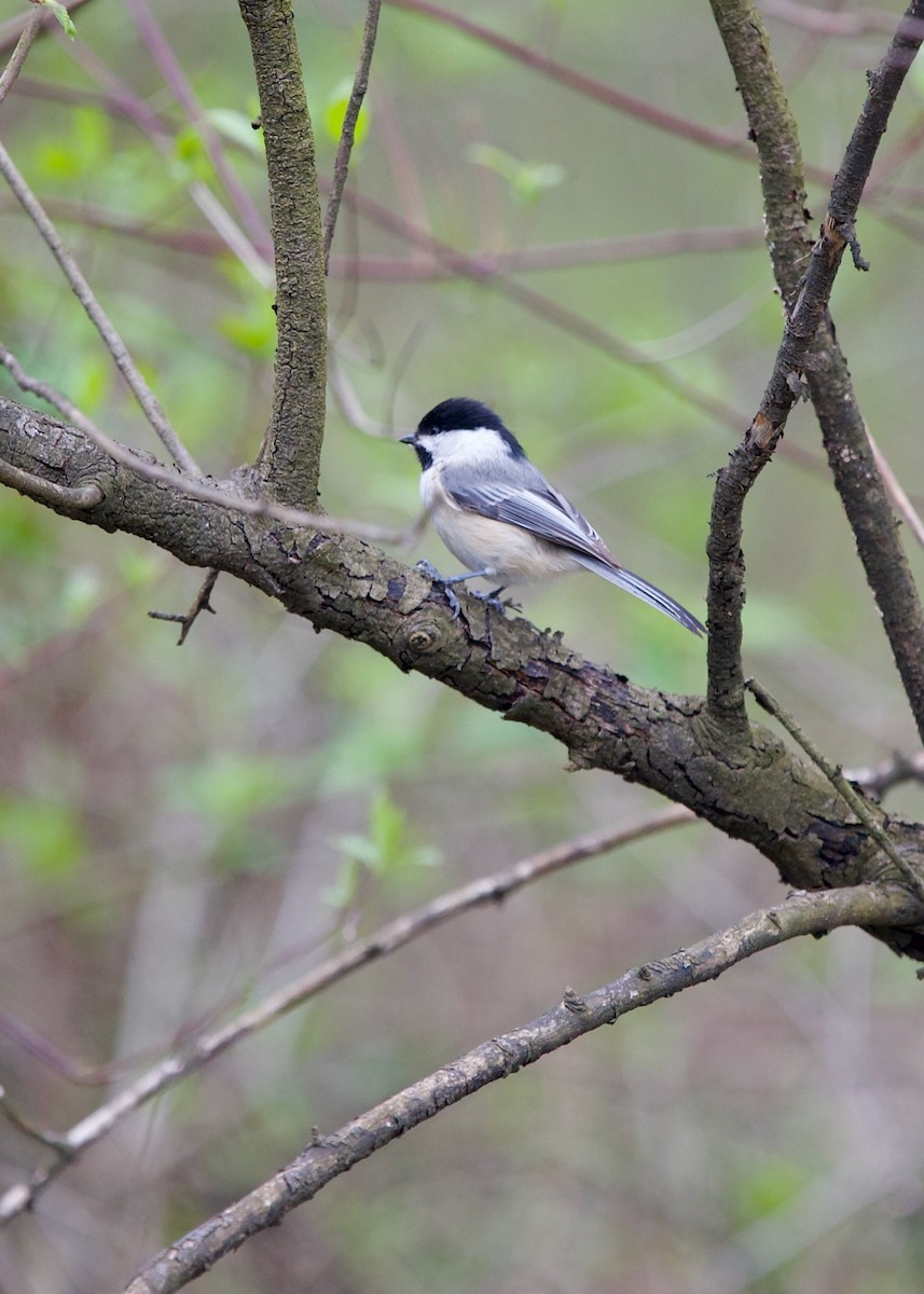 Black-capped Chickadee - ML583692041