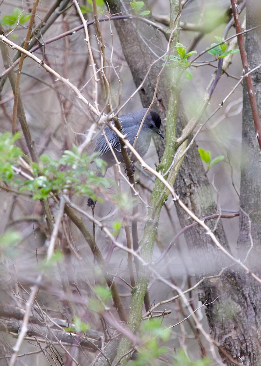 Gray Catbird - ML583692121