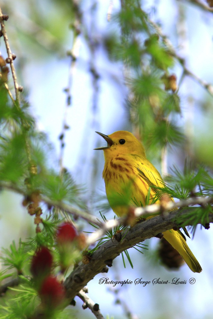 Yellow Warbler - ML58369231