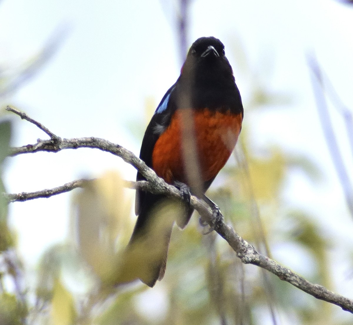 Scarlet-bellied Mountain Tanager - ML583692391