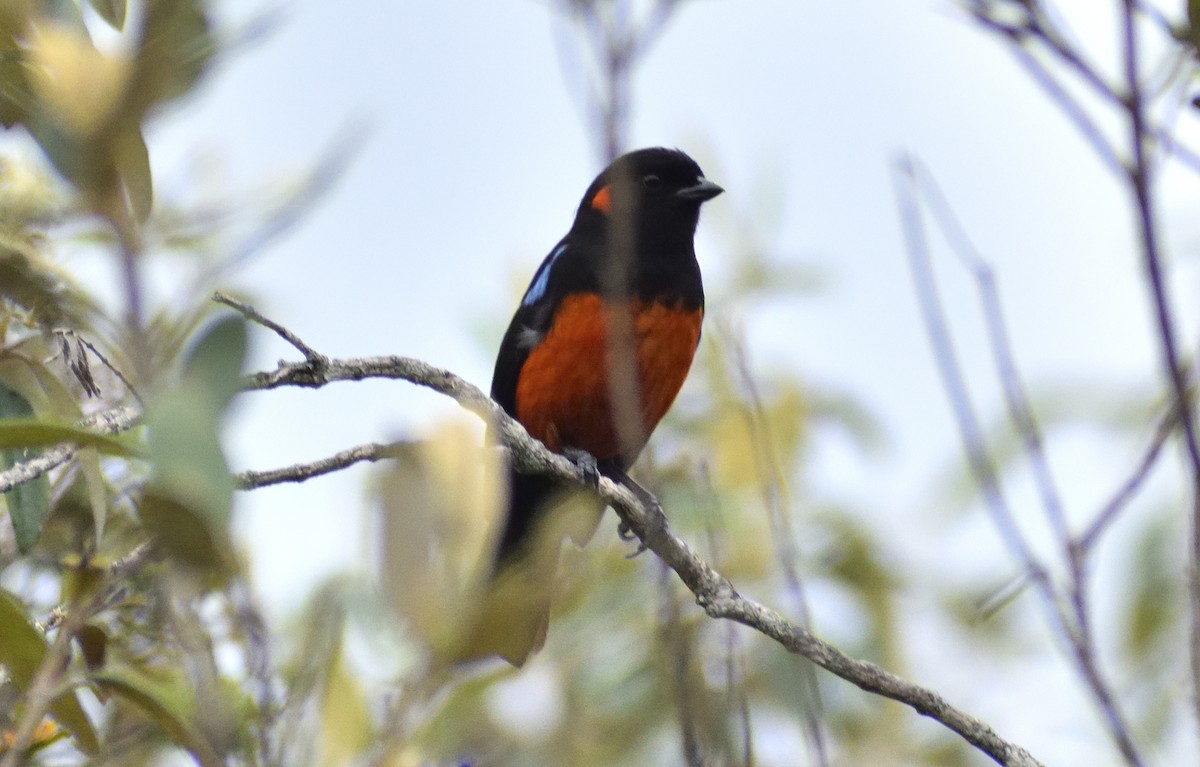 Scarlet-bellied Mountain Tanager - ML583692401