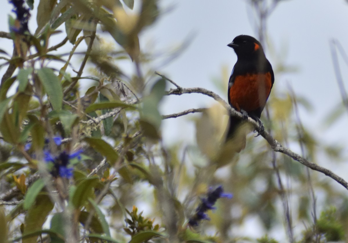 Scarlet-bellied Mountain Tanager - ML583692411