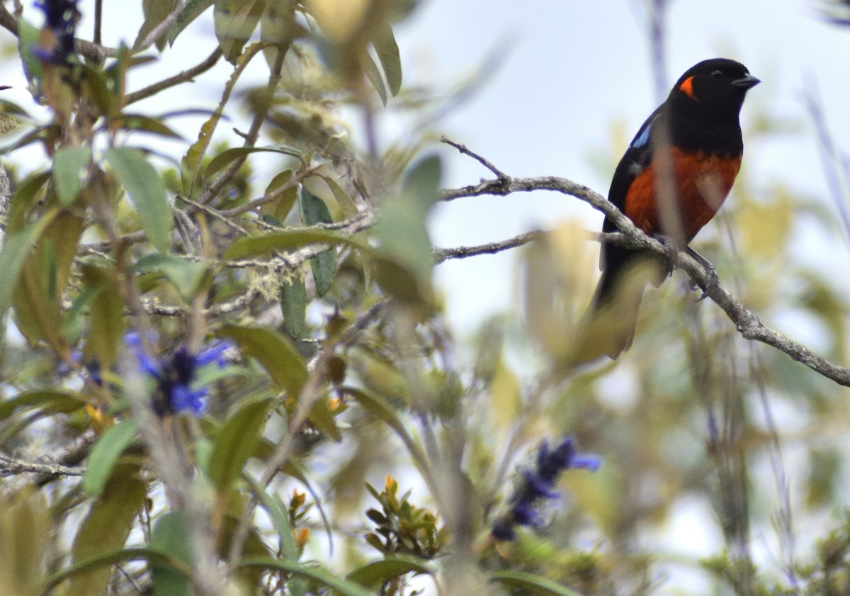 Scarlet-bellied Mountain Tanager - ML583692421