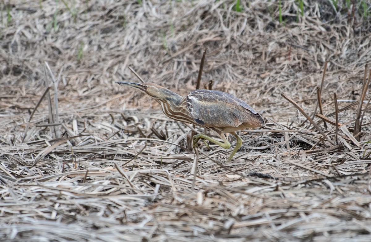 American Bittern - Simon Boivin