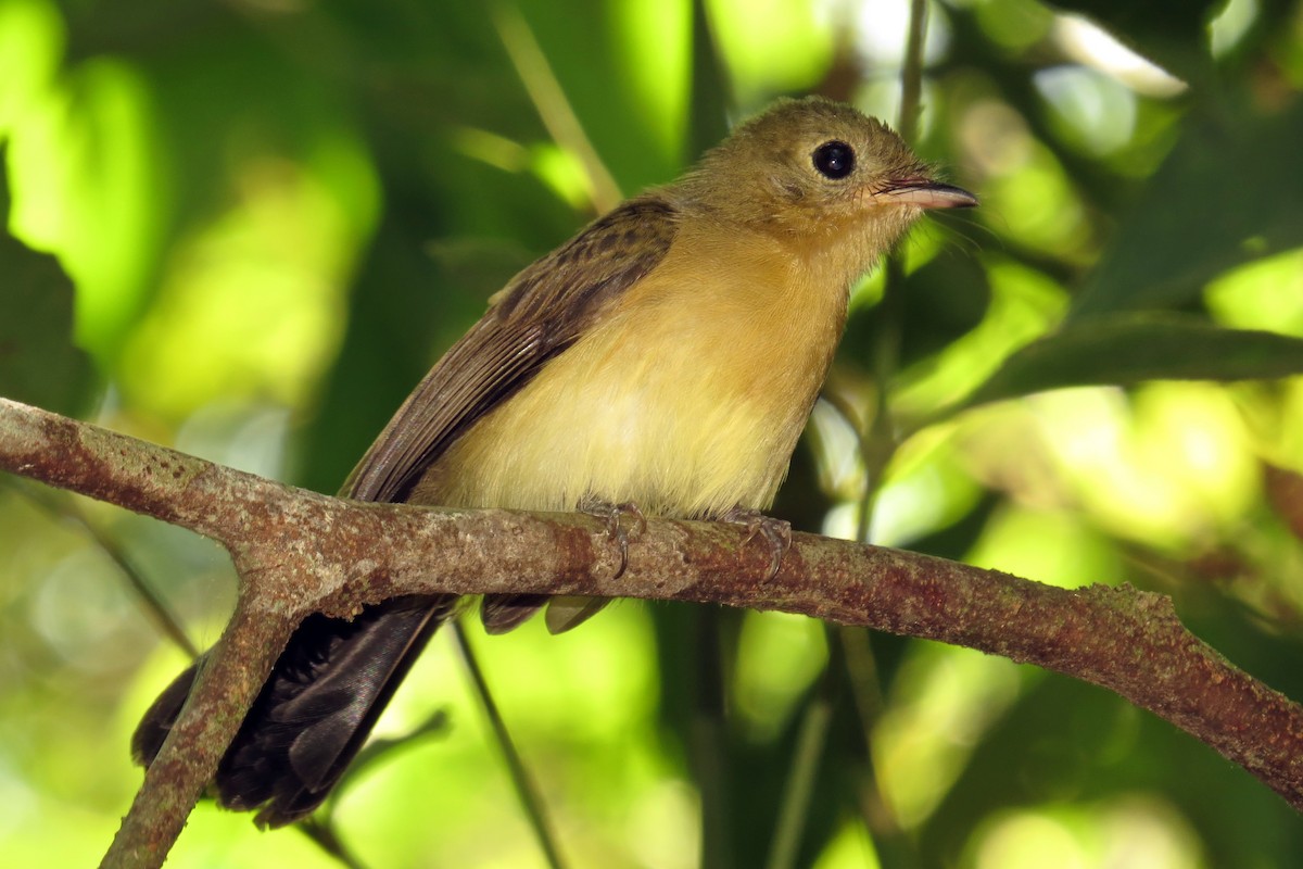 Black-tailed Flycatcher - Tomaz Melo