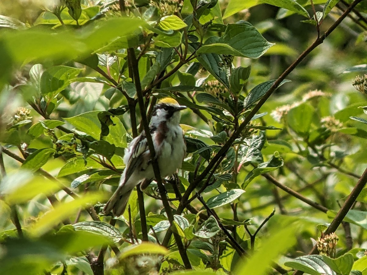 Chestnut-sided Warbler - ML583692701