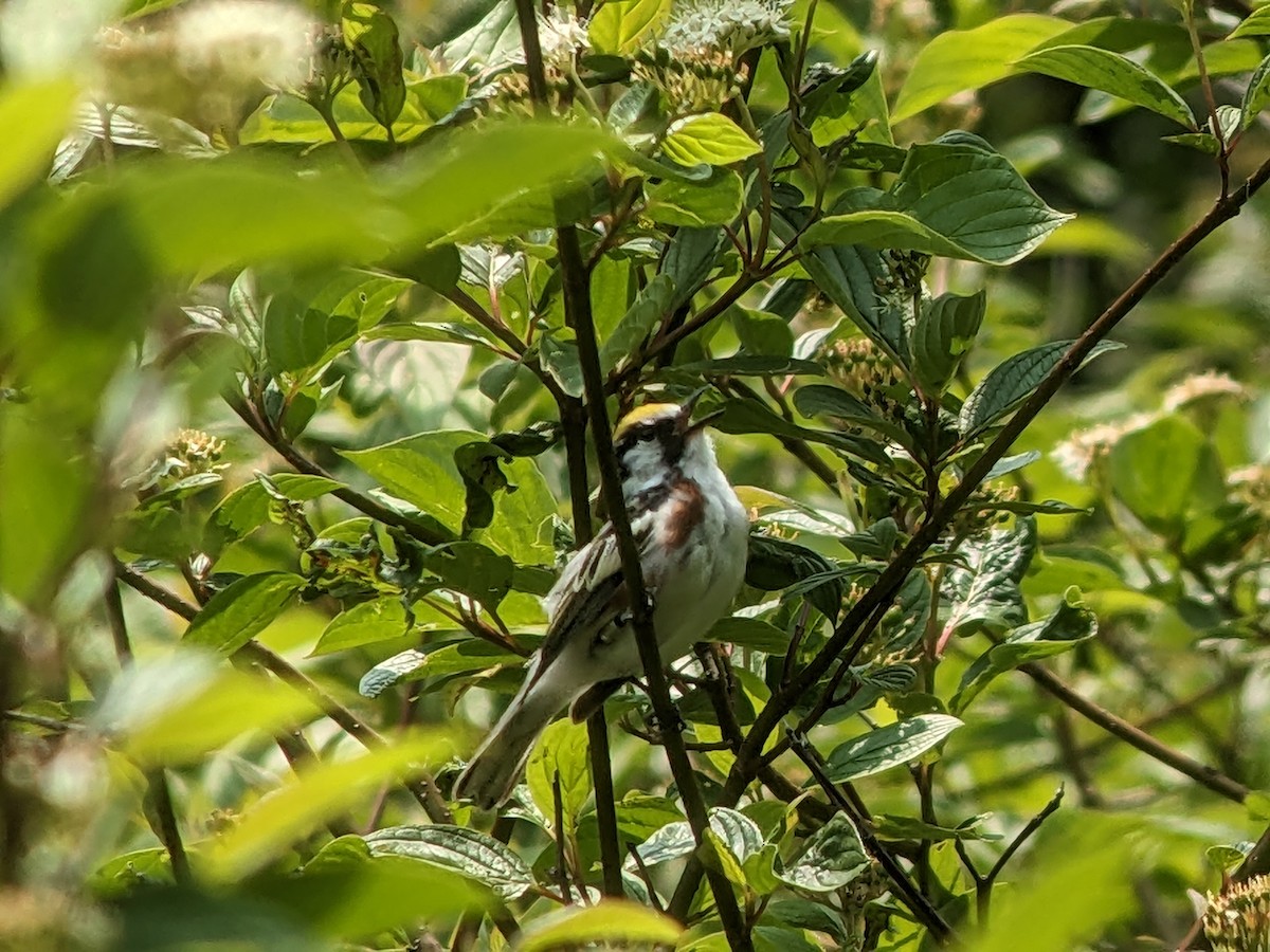 Gelbscheitel-Waldsänger - ML583692721