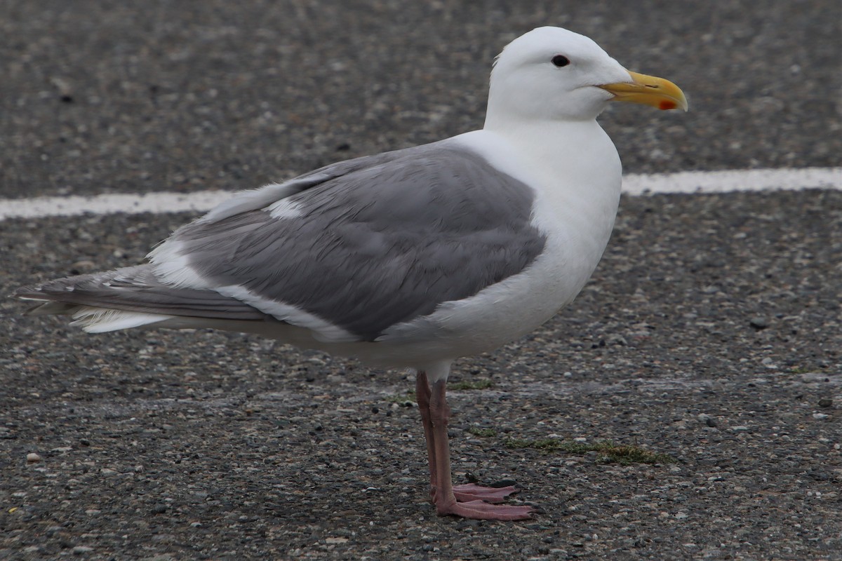 Glaucous-winged Gull - Dianne Murray