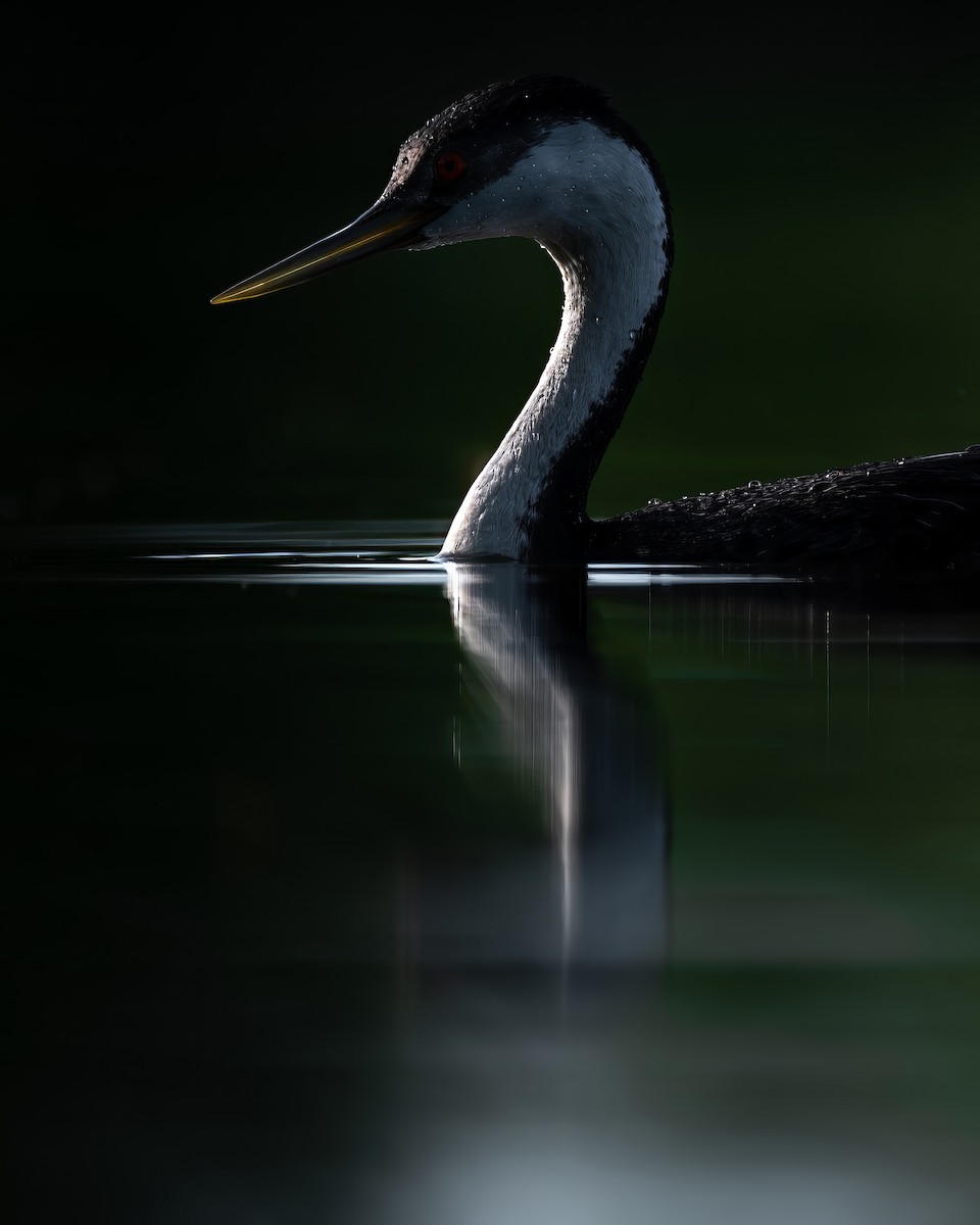 Western Grebe - Simon Tolzmann