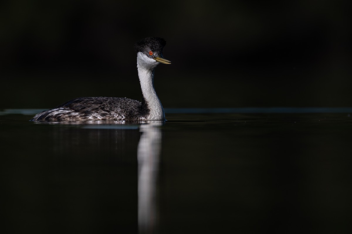 Western Grebe - ML583693131