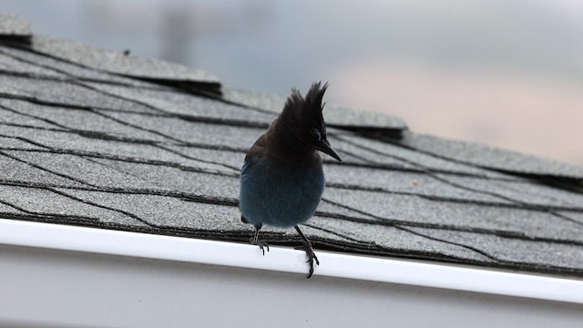 Steller's Jay (Coastal) - ML583693401